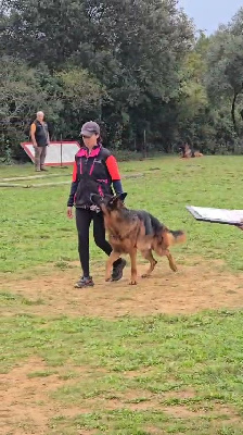 Chien Elevage Di Voghenza Eleveur De Chien Berger Allemand Var