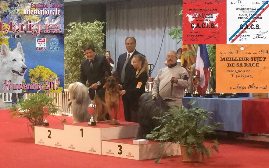 Di Voghenza - Exposition Canine Internationale de Beauté, Martigues (13)