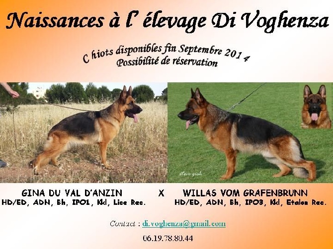 Di Voghenza - Superbe chiots Berger Allemand pure race, père 100% allemand