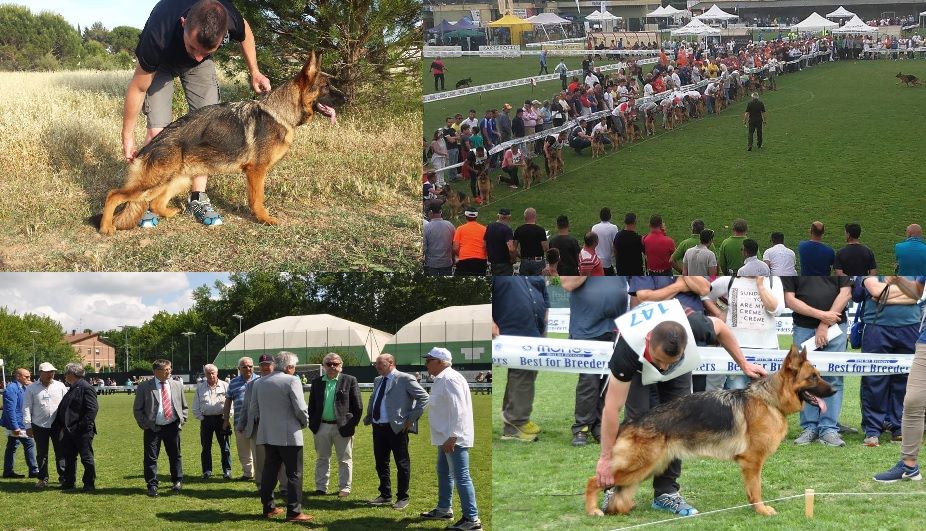 Di Voghenza - Trophée Walter Gorrieri, à Campogalliano (IT),le 02 juin 2016