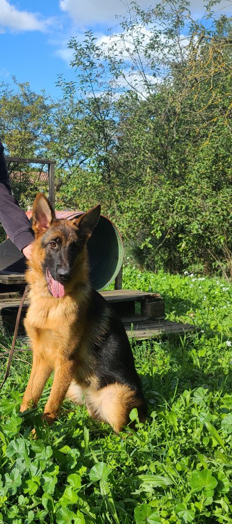 Di Voghenza - Chiot disponible  - Berger Allemand