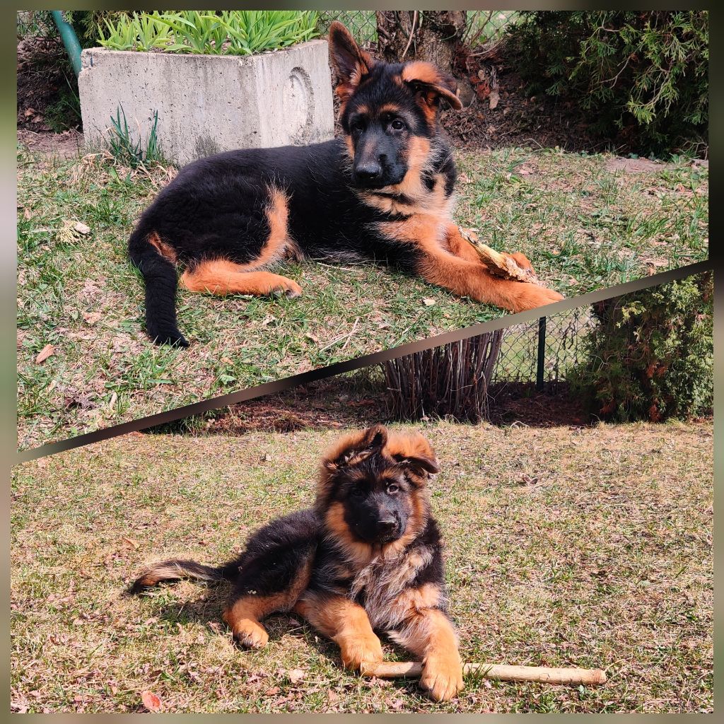 Di Voghenza - Chiots à vendre