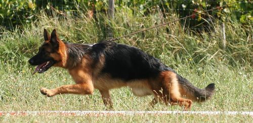 Chiens en préparation à l'élevage