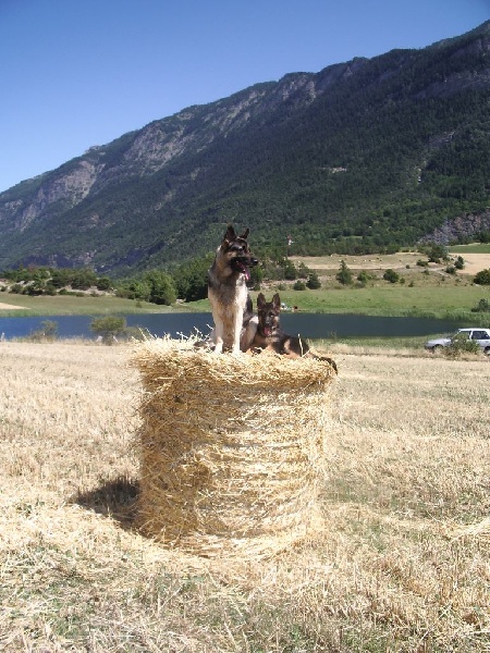 Chiots