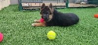 CHIOT