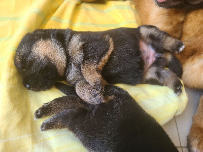 CHIOT