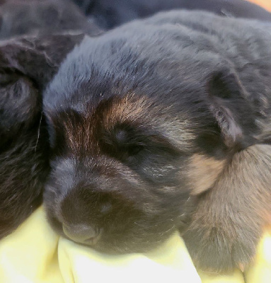 CHIOT