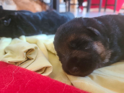 CHIOT